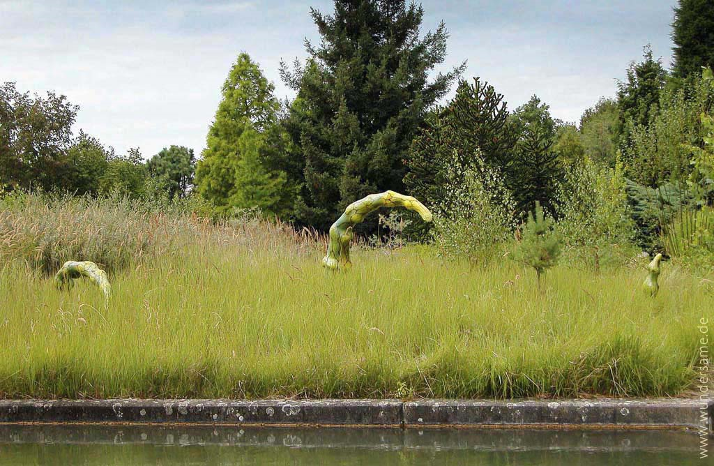 Das erste Auftreten der "Wandersprosse" im Botanischen Garten in Düsseldorf