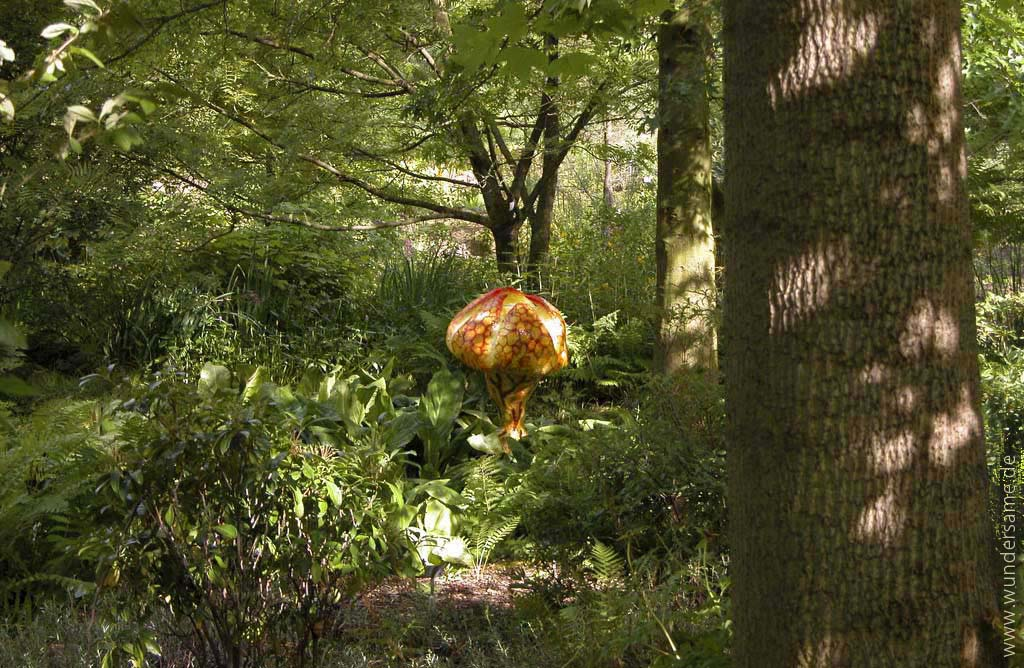 Wundersame in nordamerikanischem Stinkkohl, Botanischer Garten Düsseldorf