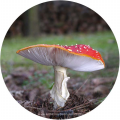 Fliegenpilz - amanita muscaria